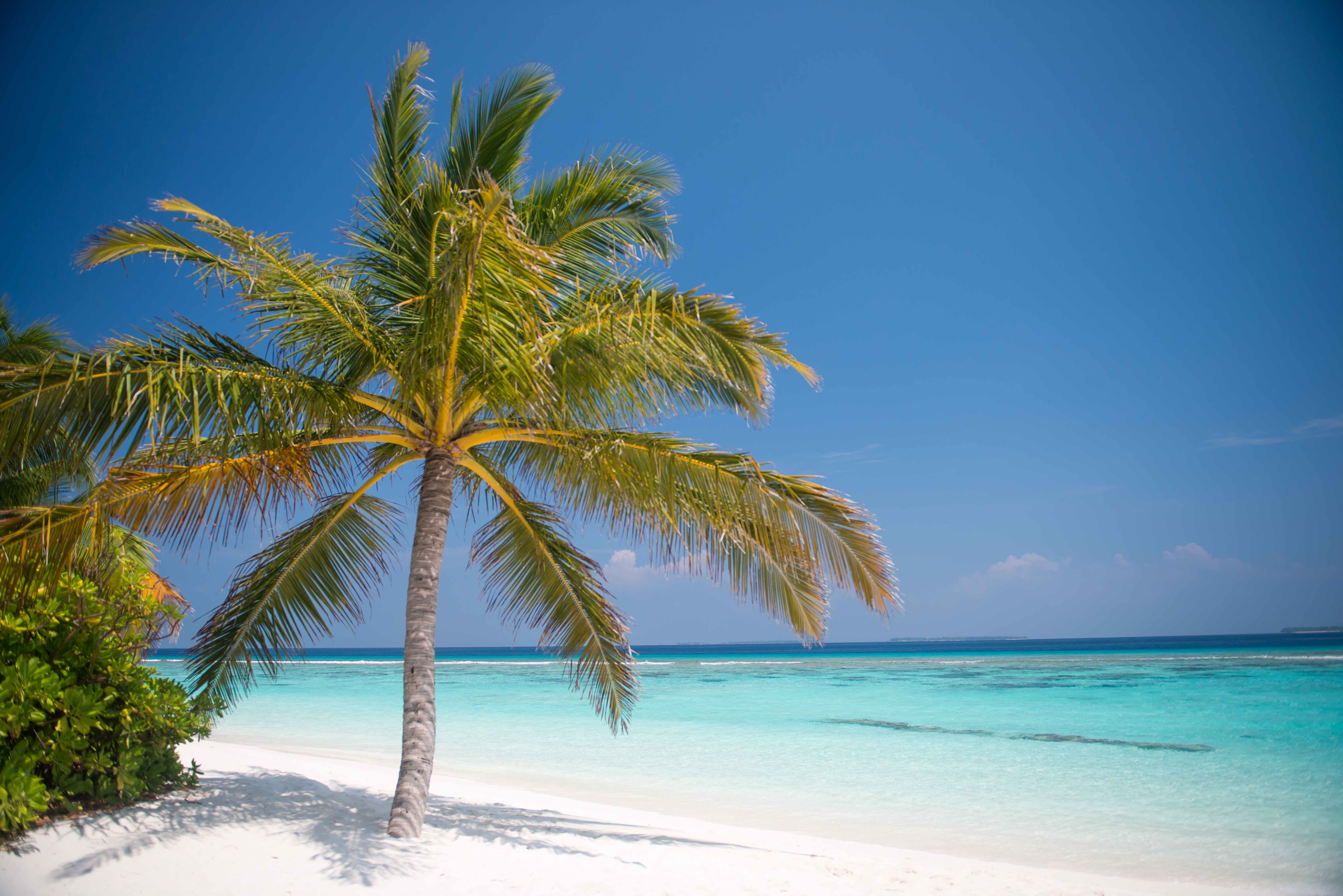 Мальдивы остров пальмы