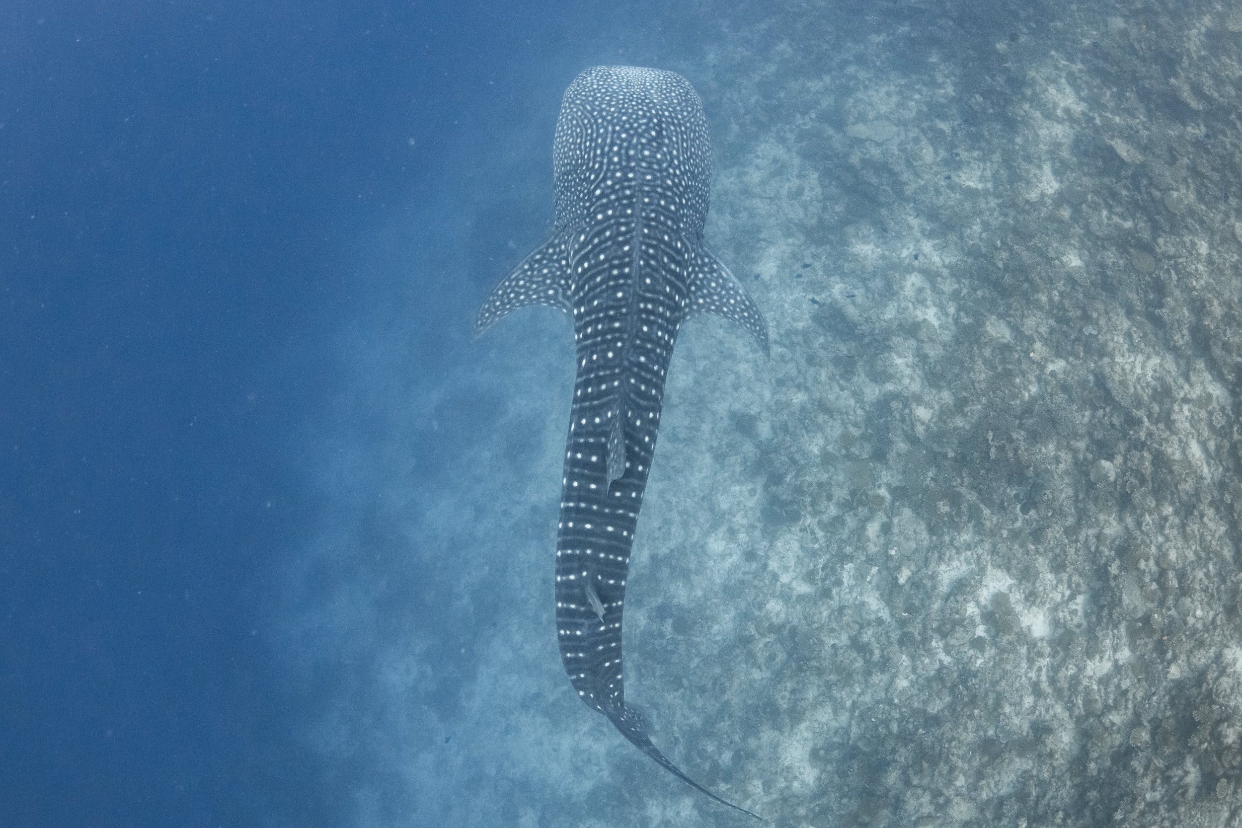 3n Whale Shark Manta Package Us 450p P Indulge Maldives