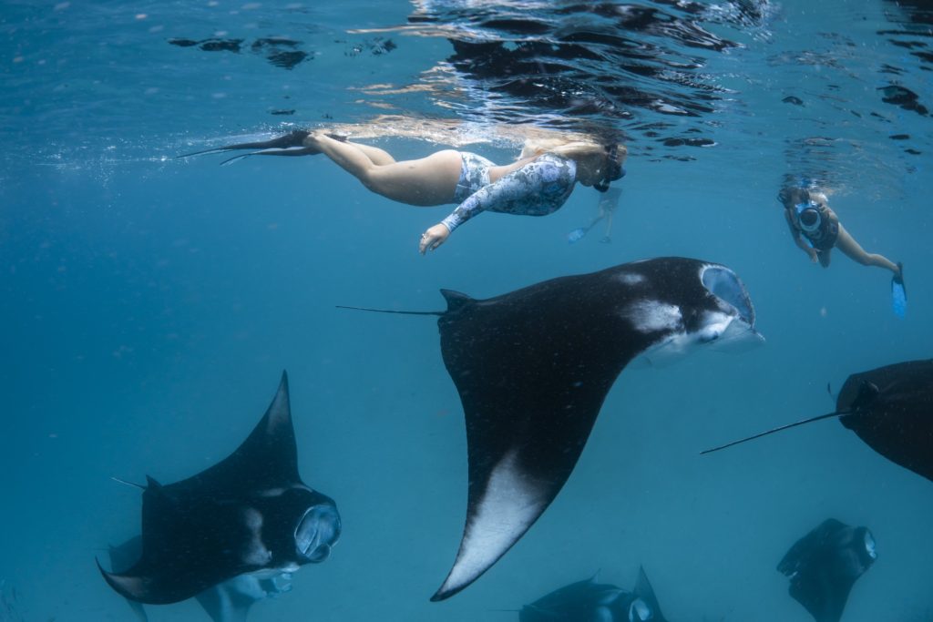 manta ray swim big island